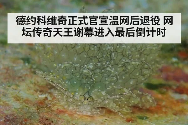德约科维奇正式官宣温网后退役 网坛传奇天王谢幕进入最后倒计时
